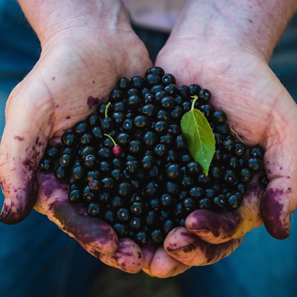 Maqui berries, a key element in metabolic health research.