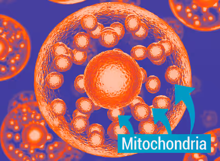 Illustration of mitochondria – the body's energy powerhouse.